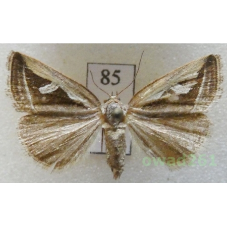 Deltote uncula (Clerck, 1759) Czech85